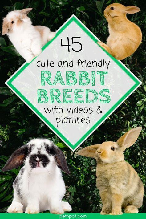 Different rabbit breeds for families Different Bunny Breeds, Rabbit Breeds Types Of Bunnies, Types Of Rabbits Breeds, Rabbits As Pets, Polish Bunny, Types Of Rabbits, Types Of Bunnies, Bunny Breeds, Reference Animals