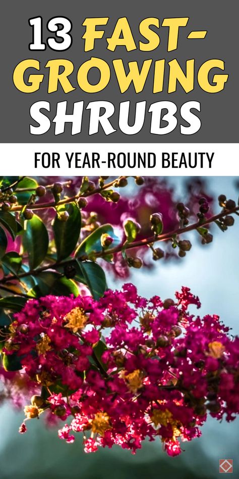 Don't miss out on the opportunity to plant these 13 fall shrubs for fast growth and long-lasting beauty. These shrubs not only establish quickly but also deliver year-round beauty in your garden, from vibrant greens to seasonal blossoms. They're perfect for transforming any outdoor space in no time. Save this pin and learn how to incorporate these shrubs into your garden design this fall! Fall Shrubs, Schip Laurel, Beauty Bush, Fast Growing Shrubs, Fast Growing Evergreens, Low Maintenance Shrubs, Creative Landscaping, Hedging Plants, Sustainable Gardening