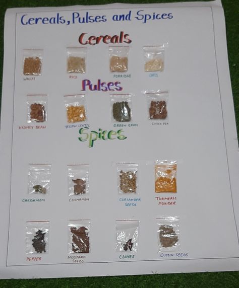 Cereals And Pulses, Yellow Lentils, Food Fest, Graduation Crafts, Preschool Art Activities, Pepper Seeds, Coriander Powder, Charts For Kids, Boutique Dress