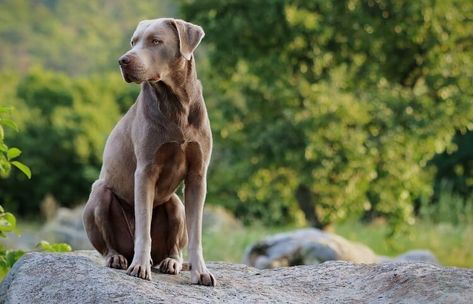 15 Lab Mix Dogs: List of Labrador Mixed Breeds & Pictures – All Things Dogs Labrador Mixed Breeds, Lab Mix Dogs, Blue Weimaraner, Puppy Mix, Labrador Mix, Border Collie Puppies, Collie Puppies, Dog List, Lab Dogs