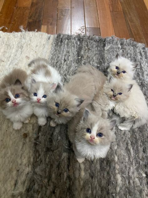 Seal mink bicolor boy, blue mink bicolor boy, blue mink boy, blue sepia boy, blue point boy, blue bicolor girl Bicolor Cat, Ragdoll Kittens, Ragdoll Cats, Blue Point, Ragdoll Kitten, Ragdoll Cat, Boy Blue, Cats And Kittens, Cute Cats