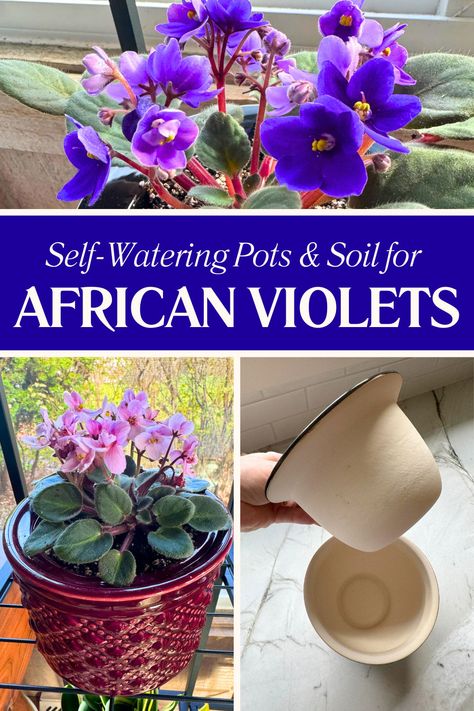 African Violets in Self-Watering Pots: 4 Steps to Success Diy African Violet Pots Self Watering, African Violet Pots Self Watering, African Violet Care, Moving Plants, African Violet Pots, African Violets Plants, Violet Plant, Self Watering Pots, Plant Projects