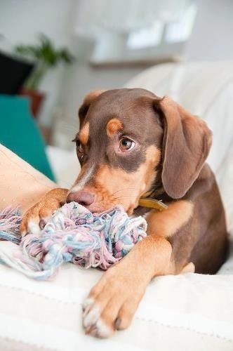 Roll's 5 months old. Viszla mix. Omigod cute Perro Doberman Pinscher, Dachshund Mix Puppies, Brittany Spaniel Puppies, Doberman Pinscher Funny, Blue Doberman, Doberman Funny, Doberman Pinscher Puppy, Doberman Love, Doberman Pinscher Dog