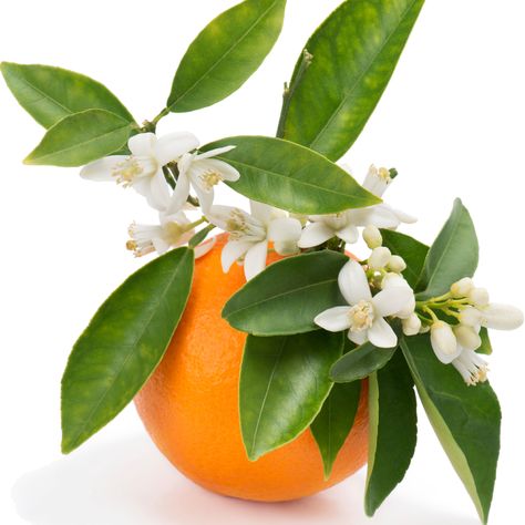 Bright citrus, honeysuckle and orange blossom are enhanced with hints of fresh herbs. Blossom Perfume, Tattoo Plant, Neroli Essential Oil, Goats Milk Lotion, Flower Perfume, Flower Fragrance, Orange Blossoms, Orange Tree, Skin Hair