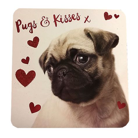 Night Humor, Pug Valentine, Pug Wallpaper, Pugs And Kisses, Valentines Day Pictures, Baby Pugs, Valentines Day Wishes, Pug Mom, Bull Dogs