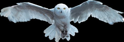 Hedwig underboob maybe? Hedwig Flying, Flying Tattoo, Open Wings, Animals Photography, Spirit Animals, Snowy Owl, Body Mods, Wildlife Art, Hawks