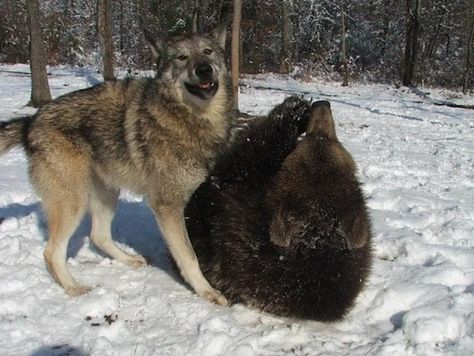 lil' bear and tala the wolf -- bffls http://www.buzzfeed.com/hunterschwarz/baby-bears-and-wolves-make-the-best-friends-6zgv# Bear And Wolf, Wolf Magic, Wolf Tail, Wolf Totem, Bear Friends, Baby Bears, Huge Dogs, Wolf Love, Animals Friendship