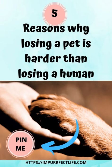 losing a pet is harder than losing a human grief Pet Grievance, Dealing With Guilt, Pet Quotes, Dead Dog, My Community, Worst Day, Human Relationship, Dog Statue, Message Of Hope