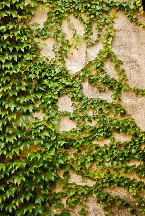 Climbing Ivy, Ivy Leaves, Ivy Mural, Ivy On Brick Wall, Ivy Covered Wall, Ivy Covered House Aesthetic, Ivy On Stone Wall, Ivy Overgrown, Boston Ivy