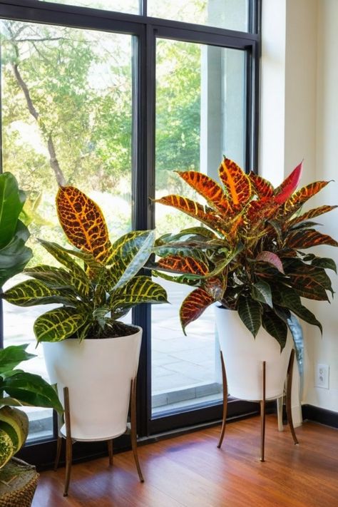 Discover the best indoor plants for bright and direct sunlight that will thrive in your space! Whether you're looking for low-maintenance hardy plants or houseplants that love bright light, we have got you covered. Get tips on caring for Spider plants indoors, Philodendron sunlight requirements, and nurturing your Peperomia plants to promote healthy growth. Unsure about the light need of Alocasia Azlanii or how to properly care for Prayer Plant? Check out our comprehensive lighting guides! Colourful Indoor House Plants, Alocasia Azlanii, Tropical Plants Indoor, Popsicle Stick Crafts House, Bird Of Paradise Plant, Peperomia Plant, Sago Palm, Paradise Plant, Sun Loving Plants