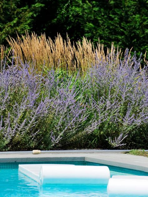 Lavender Pool Landscape, Swimming Pools Backyard Landscape, Tranquil Backyard, Pool Plans, Pool Landscaping Ideas, Pool Oasis, Pool Vibes, Swimming Pool Pictures, Swimming Pool Landscaping