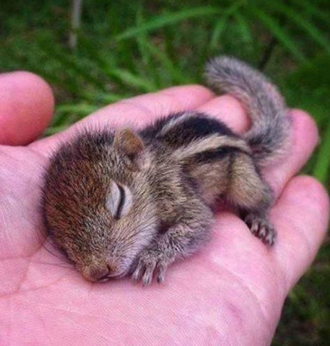 Baby Chipmunk Squirrel Appreciation Day, Tiny Baby Animals, Baby Animals Pictures, Baby Squirrel, Super Cute Animals, Baby Animals Funny, Cute Wild Animals, Amazing Animals