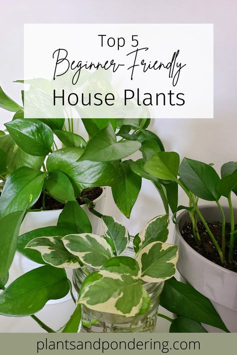 Looking for plants that are beautiful and hard to kill? I've got you covered! Here are my top 5 favorite beginner-friendly and low-maintenance house plants. | houseplants | plants for beginners Houseplants For Beginners, Low Maintenance House Plants, Plants For Beginners, Easy House Plants, Plant Tips, Indoor Plant Care, House Plant Care, Desert Plants, Green Life