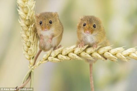 Harvest Mice, Tier Tattoo, Harvest Mouse, Mouse Photos, Mouse Pictures, British Wildlife, Animal Facts, Arte Animal, Cute Creatures