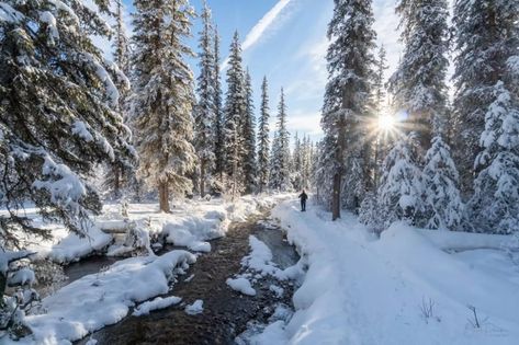 The majestic boreal forest in Canada is one of the world's largest | Fresh Daily Rocky Mountaineer, Bear Island, Empire Season, Fantastic Voyage, Boreal Forest, Eco Travel, Misty Forest, The Rocky Mountains, Canada Travel