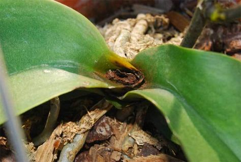 Common Diseases of Orchids and Their Controls - Garden.org Orchid Diseases, Common Diseases, Bacterial Diseases, When Things Go Wrong, Orchid Care, Phalaenopsis Orchid, African Violets, Healthy Plants, Indoor Plants