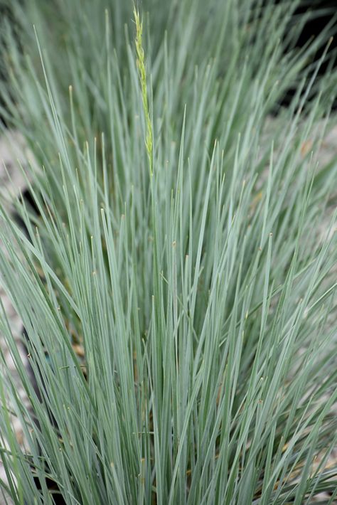 Click to view a full-size photo of Sapphire Blue Oat Grass (Helictotrichon sempervirens 'Sapphire') at Ray Wiegand's Nursery Helictotrichon Sempervirens, Forest Sanctuary, Blue Oat Grass, Landscape Nursery, Mountain Nursery, Perennial Grasses, Front Gardens, Grasses Landscaping, Full Size Photo