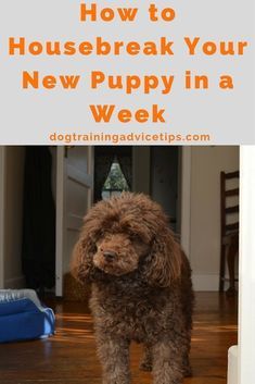 Diy Schedule, Dog Commands Training, House Training Puppies, Evansville Indiana, Puppy House, Easiest Dogs To Train, Cesar Millan, Potty Training Puppy, Dog Training Advice