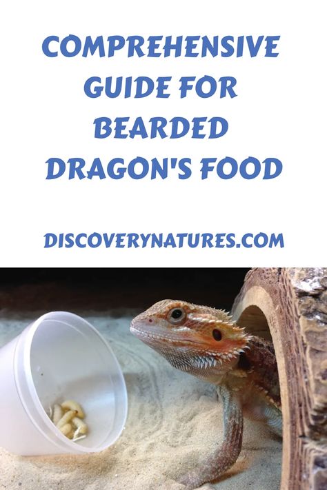 Bearded dragons are fascinating pets! As a new owner, it can be quite stressing if you don't know what's the right food to feed your pet. Don't worry cause this article is perfect for you! Learn through this comprehensive guide the right food for your pet bearded dragon. #BeardedDragon #BeardedDragonPet #BeardedDragonFood #ReptilePet #PetCare #PetFood #BeardedDragonGuide #CaringForPet Bearded Dragon Feeding, Dragon Facts, Bearded Dragon Food, Bearded Dragon Habitat, Woodlice, Baby Bearded Dragon, Bearded Dragon Care, Class Pet, Eat Vegetables