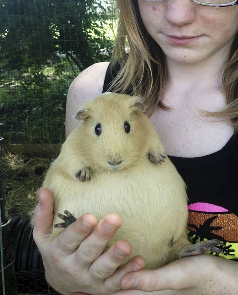 Pregnant guinea pig. omg  I think that's how I felt each time! LOL Piggy Quotes, Fat Animals, Friend Things, Summer Sets, Cele Mai Drăguțe Animale, Koci Humor, Cute Guinea Pigs, 웃긴 사진, Animal Pics