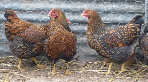 Blue Laced Gold | Laced Wyandottes Blue Laced Gold Wyandotte Chicken, Wyandotte Chickens, Wyandotte Chicken, Backyard Farm, Dixie Chicks, Chicken Mom, Golden Lace, Guinea Fowl, Hen House