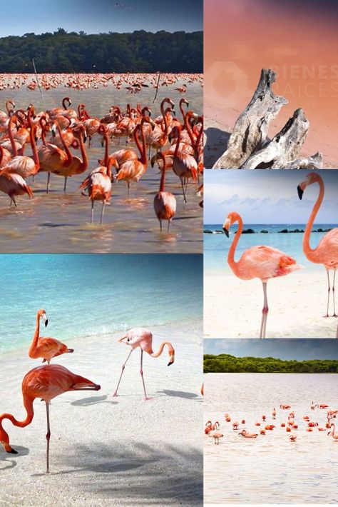 Flamingo, Tumbler, Animals