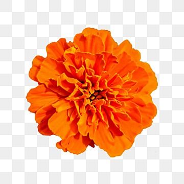 Marigold Plant, Orange Clipart, Plant Clipart, Bee Wall Art, Flower Orange, Bee Wall, Floral Png, Decor Stickers, Marigold Flower