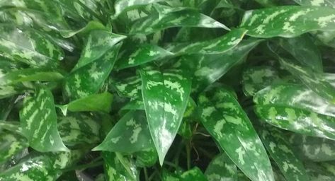 Indoor Plant Care Guide, Lily Plant Care, Chinese Evergreen Plant, Snake Plant Care, Plants Care, Sansevieria Plant, Plant Wishlist, Plant Care Houseplant, Chinese Evergreen