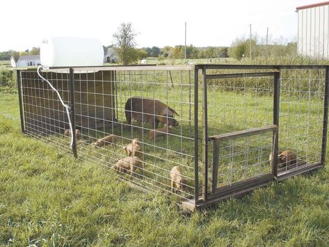 Pig Tractor, Pig Shelter, Pastured Pigs, Livestock Shelter, Homesteading Animals, Raising Pigs, Farm Show, Chicken Tractors, Pig Pen