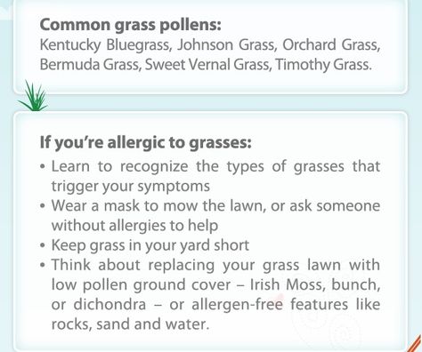 Grass Pollen Allergies Rye Grass, Bermuda Grass, Types Of Grass, Pollen Allergies, Rye, Lawn Mower, Allergies, Lawn, Health