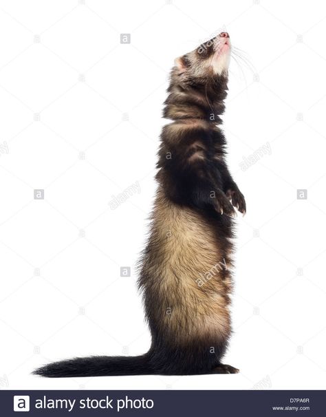 Ferret Standing, A Ferret, Cute Ferrets, Animal References, Mood Boost, Graphic Design Tips, Rodents, Exotic Pets, Animal Illustration