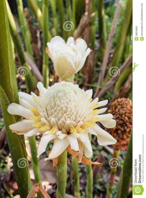 Ginger Plant Flower, Torch Ginger Flower, Torch Ginger, Ginger Plant, Ginger Flower, Drawings For Boyfriend, Beautiful Flowers Pictures, Planting Herbs, Tropical Garden