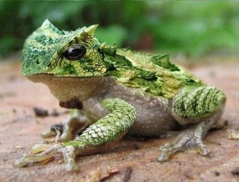 Cranwell’s horned frog (Ceratophrys cranwelli), also called the Chacoan horned frog, is a terrestrial frog endemic to the dry Gran Chaco region of Argentina, Bolivia, Paraguay and Brazil. Horned Frog, Frog Species, Poison Frog, Fishing Sign, Amazing Frog, Pet Frogs, Frog Pictures, Salamanders, Horned Frogs