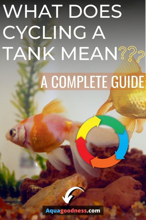 How To Cycle A Fish Tank, Terrarium Scene, Tank Terrarium, Fish Store, Aquarium Garden, Fish Tank Cleaning, Fish Pond Gardens, Fish Tank Terrarium, Fish Keeping