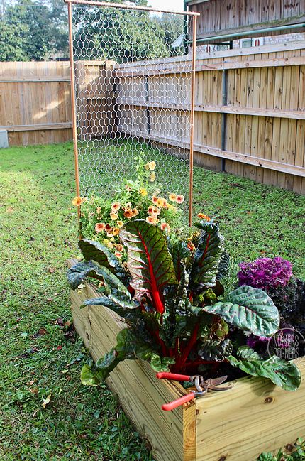 DIY: How to Make a Garden Trellis Using Chicken Wire Pole Bean Trellis, Chicken Wire Diy, Copper Plumbing, Teepee Trellis, Bean Trellis, Clematis Trellis, Grape Trellis, Wire Trellis, Tomato Trellis