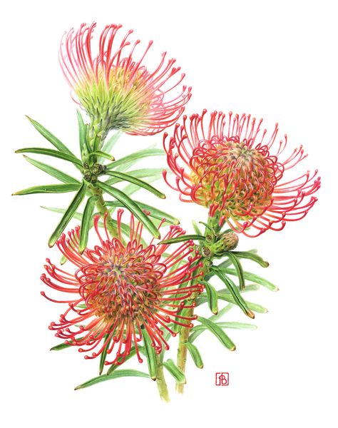 Protea Botanical Illustration, Australian Native Flowers Illustration, Leucospermum Cordifolium, Flora Vector, Geometric Wallpaper Iphone, South African Flowers, Protea Art, Safari Animal Wall Art, Australian Wildflowers