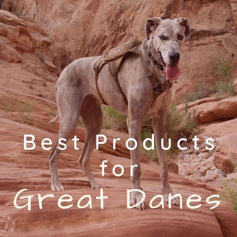 Great Dane with hiking pack Great Dane Halloween Costumes, Great Dane Costume, Great Dane Aesthetic, Puppy Great Dane, Great Dane Tips And Tricks, Great Dane Collar, Great Dane Bed, Great Dane Essentials, Great Dane Accessories