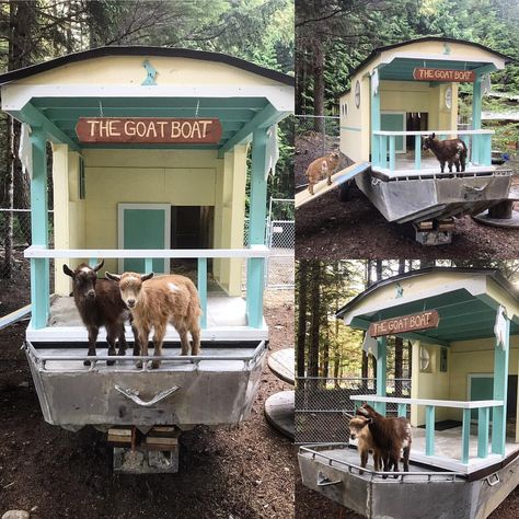 Goat Playground Ideas Diy, Goat Homestead, Goat Shelter Ideas, Igloo Dog House, Goat Feeder, Goat Playground, Pygmy Goats, Goat Shed, Livestock Shelter