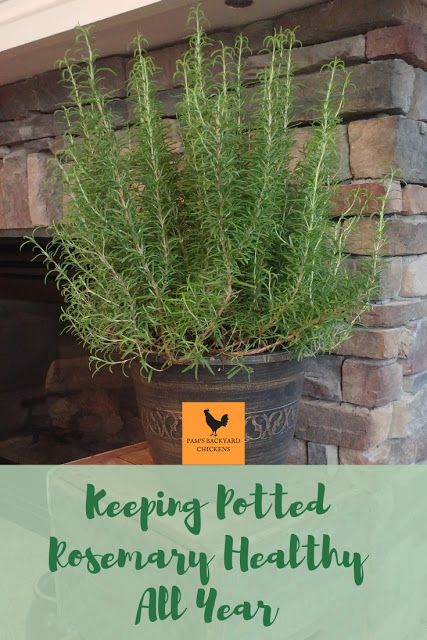 Potted Rosemary Indoor, Keeping Rosemary Alive Indoors, How To Bring Rosemary Inside, Planting Rosemary In Pots, Rosemary Container Ideas, How To Grow Rosemary Indoors, Rosemary Plant Landscaping, Rosemary Plant Indoors, Rosemary In Pots