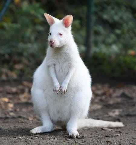 Beautiful Albino Animals Updated! - Imgur Kangaroo Rat, Rare Albino Animals, Albino Animals, Animals Amazing, Most Beautiful Animals, Rare Animals, Australian Animals, Amazing Animals, Unique Animals