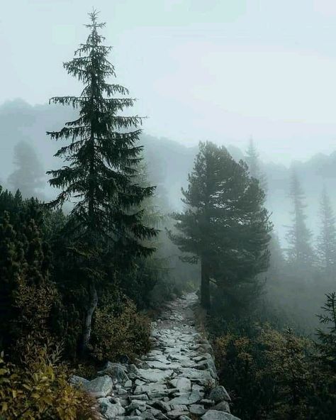 Viridian Green Aesthetic, Green Aesthetic Quotes, Viridian Green, I Love Rain, Rain Wallpapers, Cloudy Weather, Lost In The Woods, Forest Road, Mountain Road