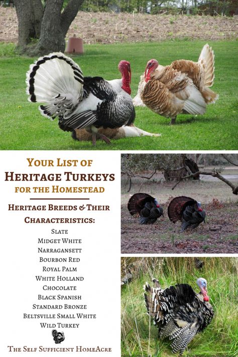 Heritage Turkey Breeds, Raising Heritage Turkeys, Turkey Breeds Chart, Turkey Enclosure Ideas, Turkey Homestead, Turkey House Coop, Turkey Pen Ideas, Turkey Housing, Turkey Coop Ideas