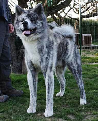 A Silver Brindle Akita Inu or Japanese Akita Akita Inu Silver Brindle, Brindle Akita, Akita Inu Puppy, Japanese Dog Breeds, Japanese Akita, Unique Dog Breeds, Rare Dog Breeds, Big Dog Breeds, Disabled Dog