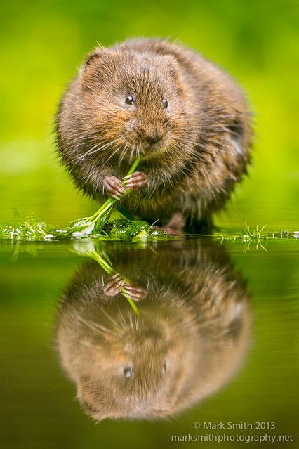 European / northern water vole (Arvicola amphibius) | Flickr Water Vole, Tiny Creatures, Tattoo Nature, Tropical Animals, Unusual Animals, Drawing Inspo, Nature Tattoos, Animal Sketches, Animal Stickers