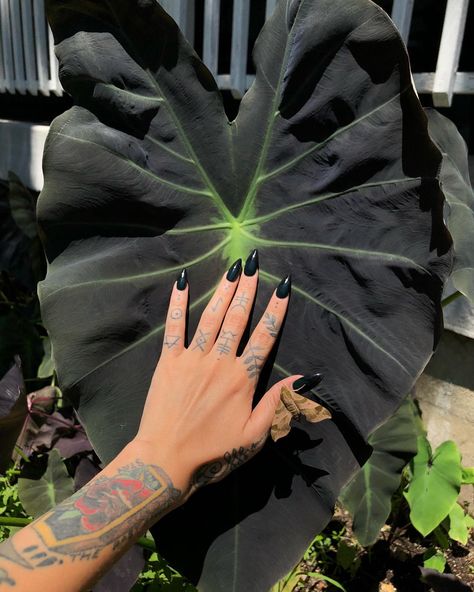 This Colocasia esculenta var. antiquorum 'Illustris' is putting out such lovely leaves 🖤 check out my moth friend, Darapsa myron aka the… | Instagram Colocasia Esculenta, Sphinx Moth, Plant Bud, Goth Garden, Elephant Ear Plant, Virginia Creeper, Balcony Flowers, Gothic Garden, Inside Plants