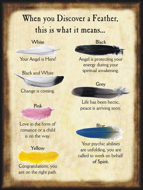 Many things can be a sign for your path. You don’t have to be a witch to believe in signs like this. This is handy to tell what the feathers can mean that we see all the time! #ad Feather Magic, Feather Meaning, Halloween Spell Book, Halloween Spells, Magia Das Ervas, Woo Woo, Wiccan Witch, Magick Spells, Witch Spell Book