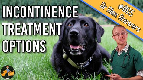 Dog Incontinence, Medical Management, Dog Coughing, Kennel Cough, Dog Urine, Dog Insurance, Bladder Control, Older Dogs, Atticus