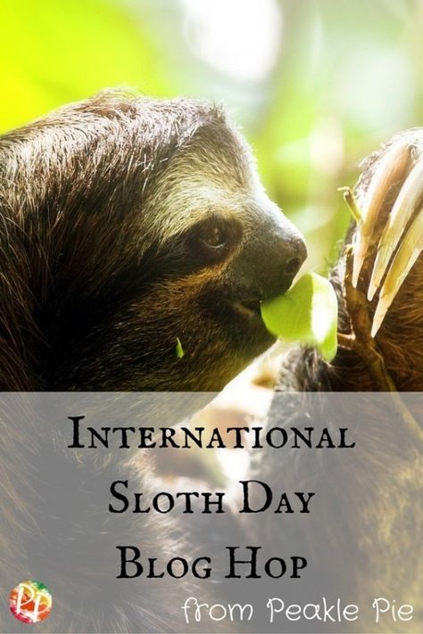 internationalsloth day blog hop Sloth Crafts, Sloth Craft, Adaptations Activities, Sloth Facts, Paper Plate Craft, Science Stem, Kid Friendly Crafts, Steam Activities, Chenille Stems