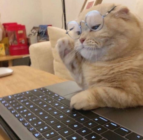 Funny Cat Pics Aesthetic, Cat On A Computer, Cat And Laptop, Cute Pfps For School, Daily Homie Checkup Cat, Cat At Computer, Cat Going To School, Cat On Phone, Cat With Phone