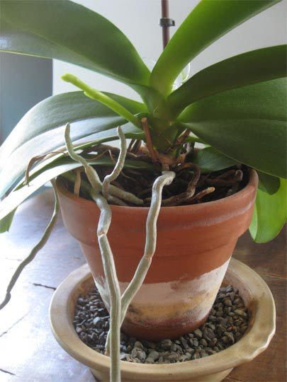 How To Repot an Orchid | Apartment Therapy Repotting Orchids, Indoor Orchids, Orchid Plant Care, Orchid Roots, Growing Orchids, Orchids Garden, Inside Plants, Orchid Care, Orchid Plants